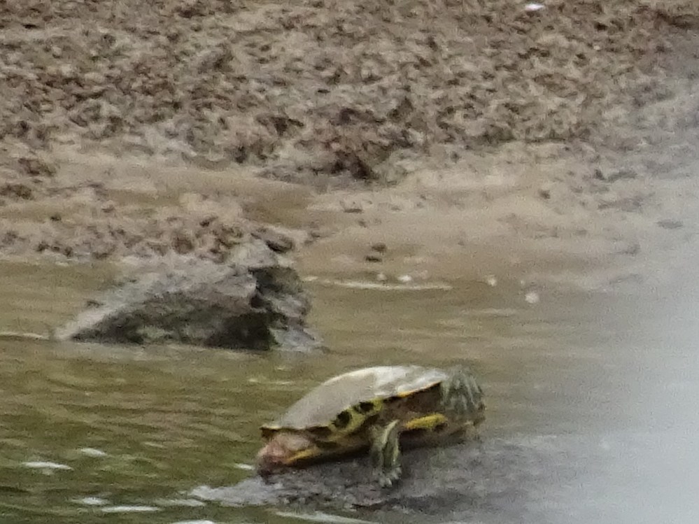 DSC04894.JPG