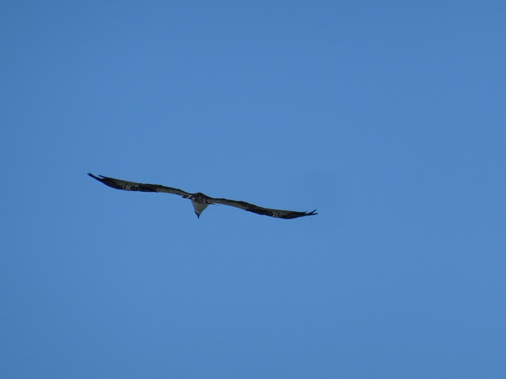 DSC07425.JPG