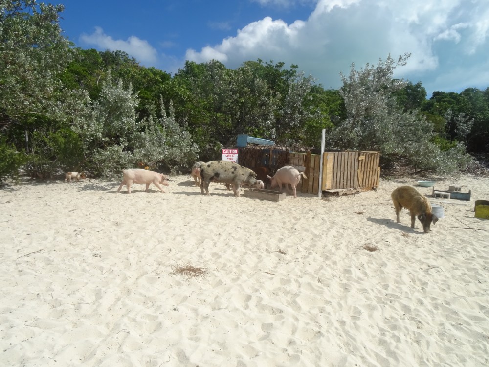 DSC09244.JPG